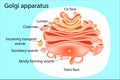 Golgi apparatus. Diagram