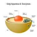 Golgi apparatus and exocytosis Royalty Free Stock Photo