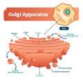 Golgi apparatus vector illustration. Labeled microscopic scheme and diagram with cisternae, lumen, secretory forming vesicle.