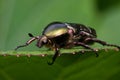 Goliath beetle Royalty Free Stock Photo