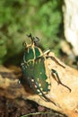 Goliath beetle Royalty Free Stock Photo