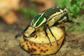 Goliath beetle Royalty Free Stock Photo