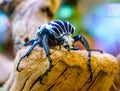 Goliath Beetle Royalty Free Stock Photo