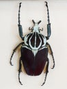 Goliath beetle Royalty Free Stock Photo