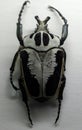 goliath beetle Goliathus regius