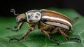 Goliath Beetle Rests on a Green Leaf Showcasing Intricate Patterns and Textures in Close Detail Against a Blurred Royalty Free Stock Photo