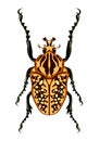 Goliath Beetle Vector Illustration Royalty Free Stock Photo