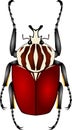 Goliath beetle