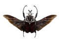 Goliath beetles - Goliathus. Royalty Free Stock Photo