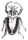 Goliath beetles, vintage engraving