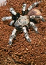 Goliath bird eater spider