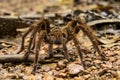 Goliath bird-eating spider, Theraphosa blondi Royalty Free Stock Photo