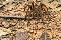 Goliath bird-eating spider, Theraphosa blondi Royalty Free Stock Photo