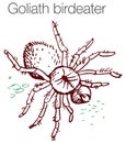 Goliath birdeater hand drawn vector illustration