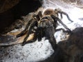 Goliath birdeater looking out at the world Royalty Free Stock Photo