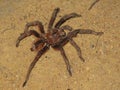 Goliath birdeater or tarantula Goliath found in Puerto Ayacucho Amazonas state Venezuela Royalty Free Stock Photo