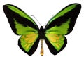 Goliath Birdwing Butterfly