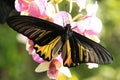 Goliath Birdwing butterfly (Omithoptera goliath) Royalty Free Stock Photo