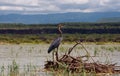 Goliath Crane, Lake Baringo Royalty Free Stock Photo