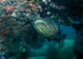 Goliath Grouper Royalty Free Stock Photo