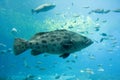 Goliath grouper Royalty Free Stock Photo