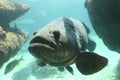 Goliath grouper Royalty Free Stock Photo