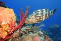 Goliath Grouper