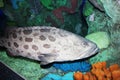 Toronto Aquarium Grouper