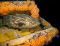 Goliath grouper on Aquarius Reef Base, Florida Keys Royalty Free Stock Photo