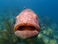 Goliath Grouper Florida Keys Royalty Free Stock Photo