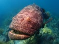 Goliath Grouper Florida Keys Royalty Free Stock Photo