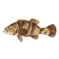 Goliath Grouper Gamefish ocean vector illustration Royalty Free Stock Photo