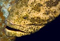 Goliath grouper portrait Royalty Free Stock Photo