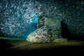 Silversides and the Goliath Royalty Free Stock Photo