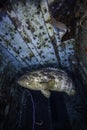 Goliath grouper on the Spiegel Grove in Key Largo Royalty Free Stock Photo