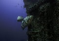 Goliath grouper on the Spiegel Grove in Key Largo Royalty Free Stock Photo