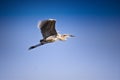 Goliath Heron