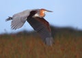 Goliath Heron Royalty Free Stock Photo