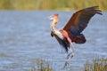 Goliath Heron Royalty Free Stock Photo