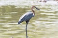 Goliath Heron Royalty Free Stock Photo