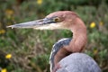 Goliath Heron Royalty Free Stock Photo