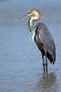 Goliath Heron