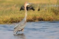 Goliath heron at alert Royalty Free Stock Photo