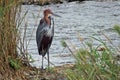 Goliath heron (Ardea goliath) Royalty Free Stock Photo