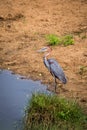 Goliath heron Ardea goliath Standing next to River, South Africa