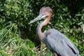 A Goliath heron Ardea goliath, in the sunshine, also known as the giant heron close up looking around