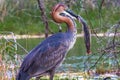 Goliath heron with fish. Baringo lake, Kenya Royalty Free Stock Photo