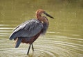 Goliath heron fishing Royalty Free Stock Photo