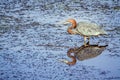 Goliath heron fishing in Kruger National park Royalty Free Stock Photo