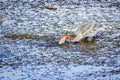 Goliath heron fishing in Kruger National park Royalty Free Stock Photo